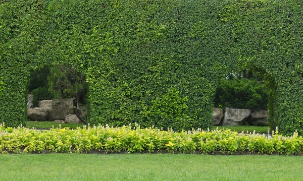 Groene bladeren muur achtergrond in de tuin — Stockfoto
