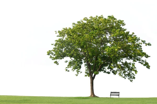 Árvore com banco e grama verde isolada no fundo branco — Fotografia de Stock