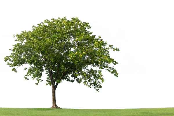 Fa és a zöld fű, elszigetelt fehér háttér — Stock Fotó