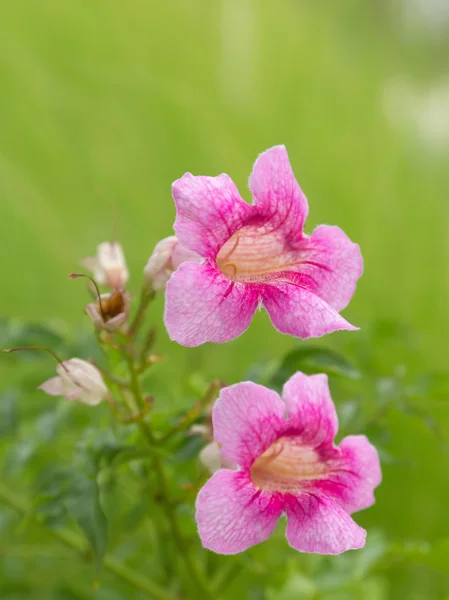 Pembe çiçek çiçek Bahçe — Stok fotoğraf