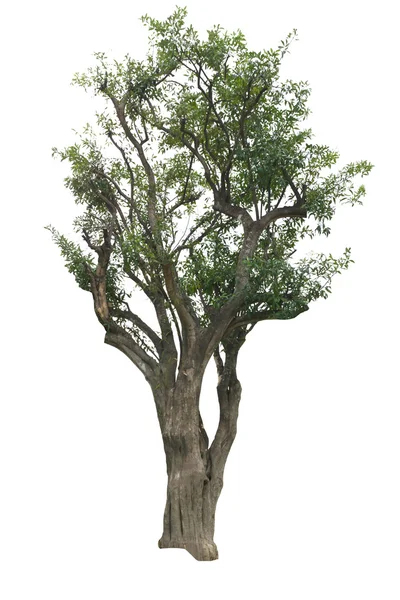 Δέντρο που απομονώνονται σε λευκό υπόβαθρο το — Φωτογραφία Αρχείου