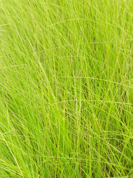 Lijn van groen gras voor achtergrond — Stockfoto