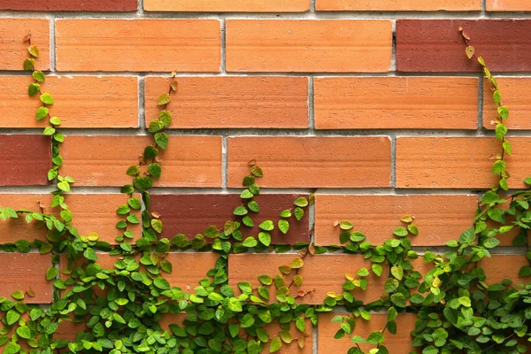 La planta de enredadera verde en una pared de ladrillo para el fondo —  Fotos de Stock