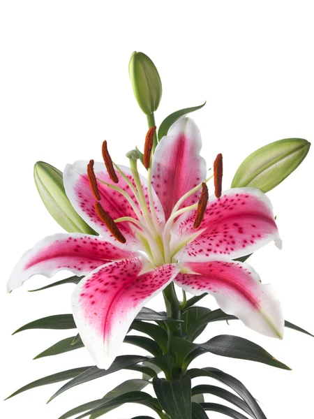 Lily flower isolated on white background — Stock Photo, Image