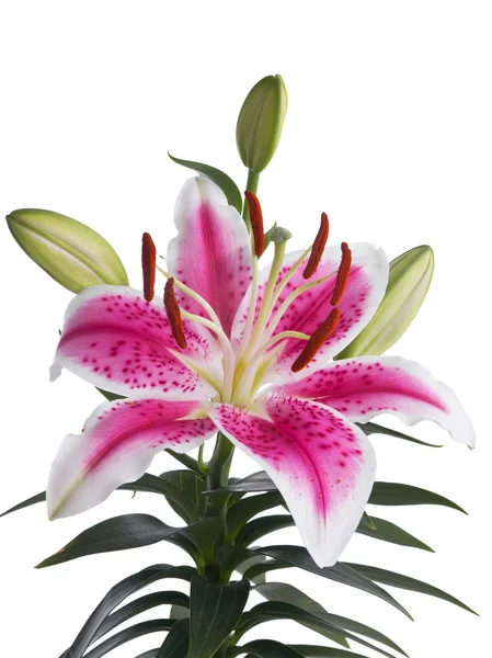 Lilia kwiat izolowane na białym tle — Zdjęcie stockowe