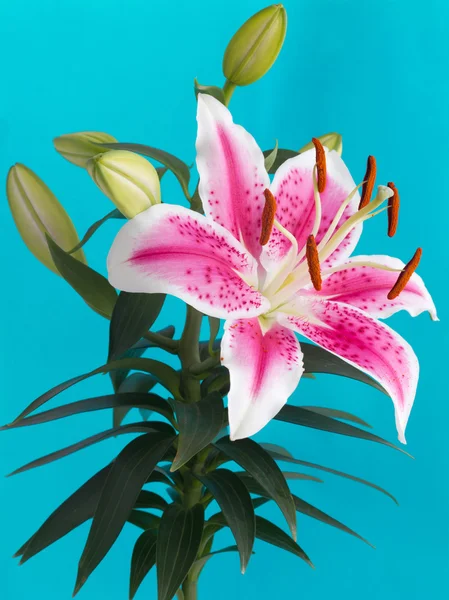 Lily bloem geïsoleerd op blauwe achtergrond — Stockfoto