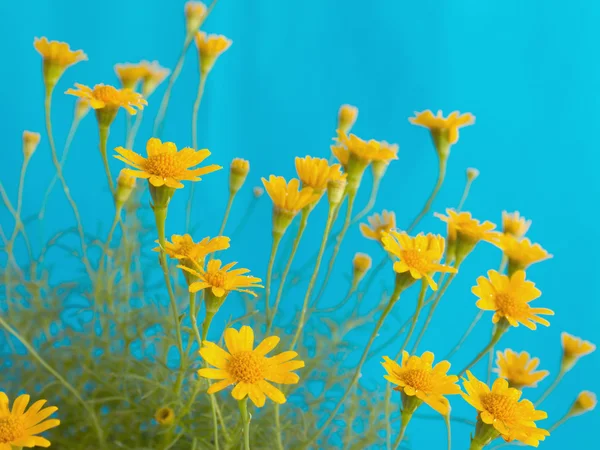 Gul blomst på blå bakgrunn – stockfoto