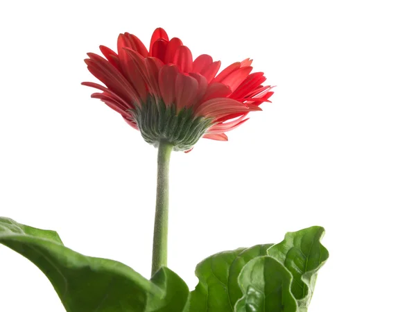 Gerbera flower on white background — Stock Photo, Image