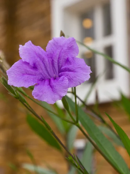 Fioletowe kwiaty w pobliżu okna — Zdjęcie stockowe