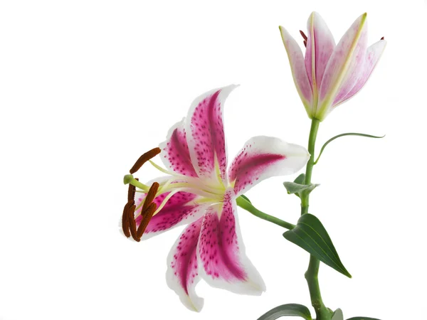लिली फूल सफेद पृष्ठभूमि पर अलग — स्टॉक फ़ोटो, इमेज