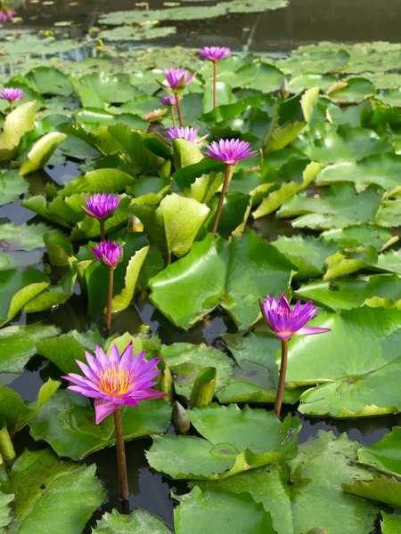 Pink lotus flowers in pond — Stock Photo, Image