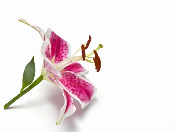 Цветок лилии на белом фоне — стоковое фото