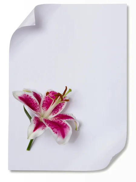 Lily flor em papel vazio — Fotografia de Stock