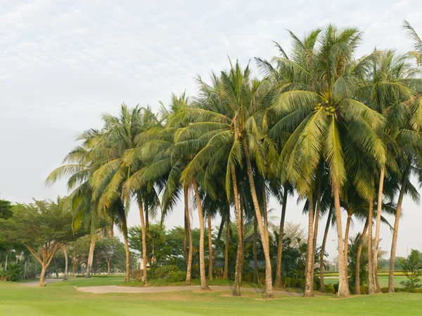 Кокосовые пальмы на зеленом поле в гольф-клубе — стоковое фото