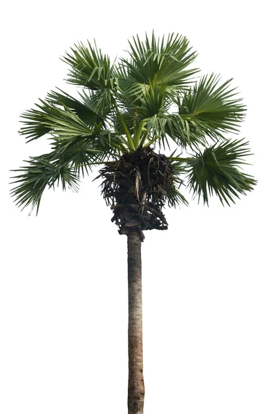 Пальма ізольована на білому тлі Ліцензійні Стокові Фото