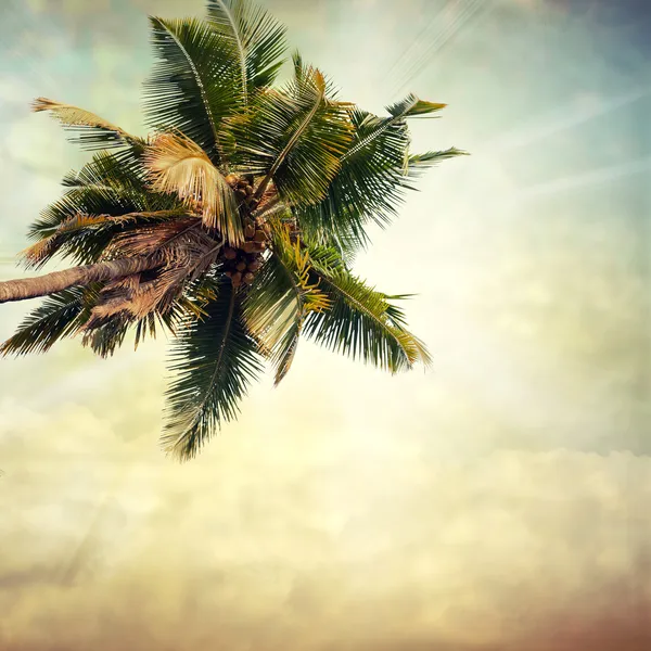 Grunge palm-8 — Stok fotoğraf