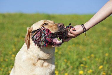 Dog with toy clipart