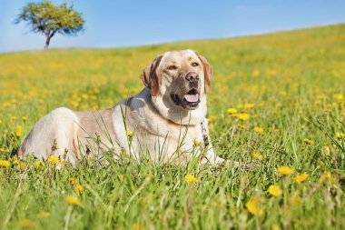 Labrador clipart