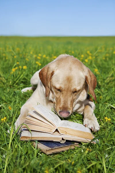 Dog reading book