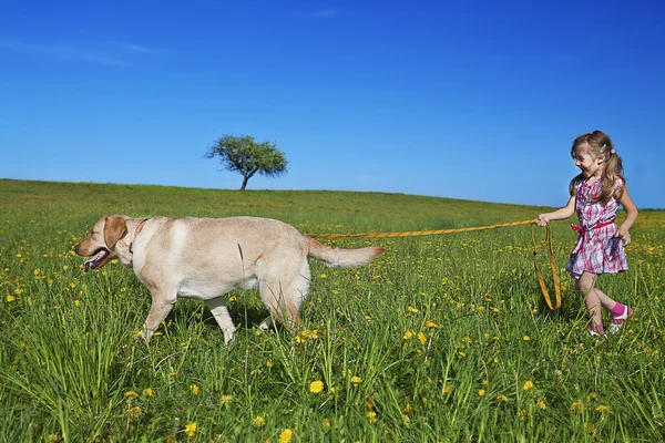 Cão ambulante — Fotografia de Stock