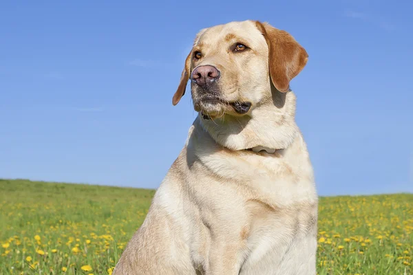 Labrador amarillo — Foto de Stock
