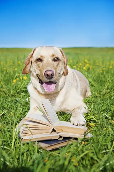 Dog reading rules from a book Royalty Free Stock Images