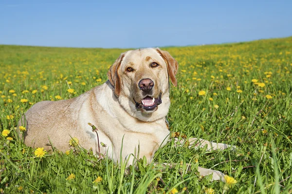 Labrador köpek - Stok İmaj