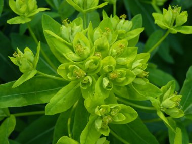 Euphorbia clipart