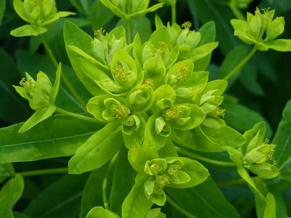 stock image Euphorbia