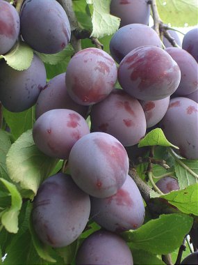 Plums on plum tree clipart