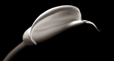 calla lilly