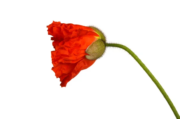 Stock image Poppy Flower