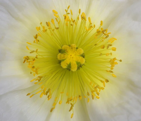 Flor de papoila — Fotografia de Stock