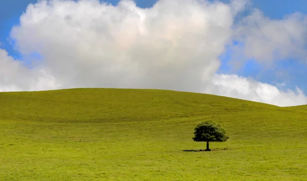 Yalnız Ağaç — Stok fotoğraf