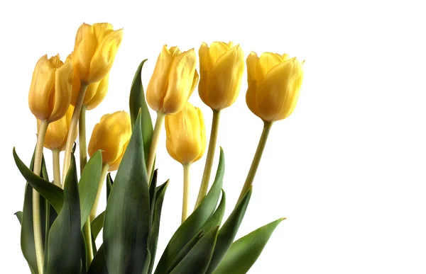 Bouquet of Tulips — Stock Photo, Image