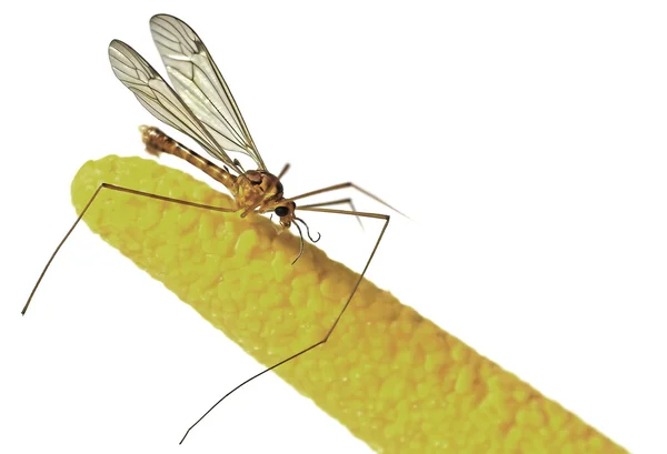Daddy Long legs — Stock Photo, Image