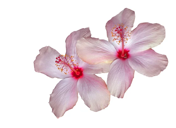 Pink Hibiscus On White — Stock Photo, Image