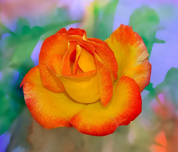 Rosa Multi colorido — Fotografia de Stock