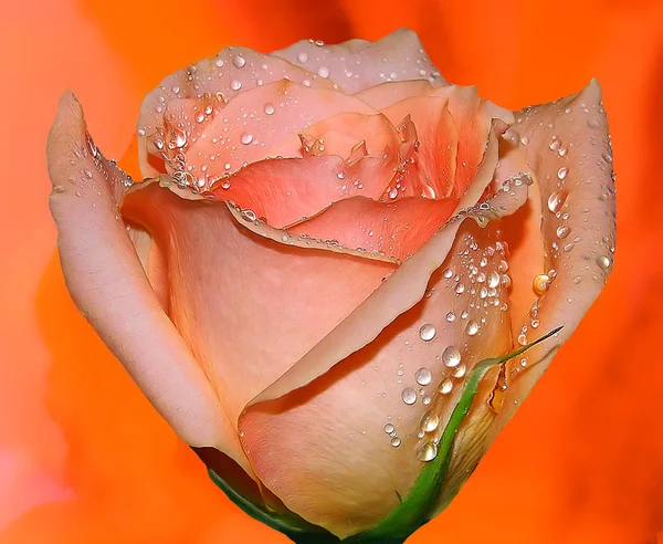 A rosa perfeita — Fotografia de Stock