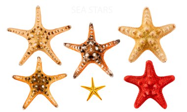 Deniz yıldızı.