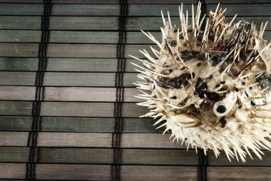 Blowfish. clipart