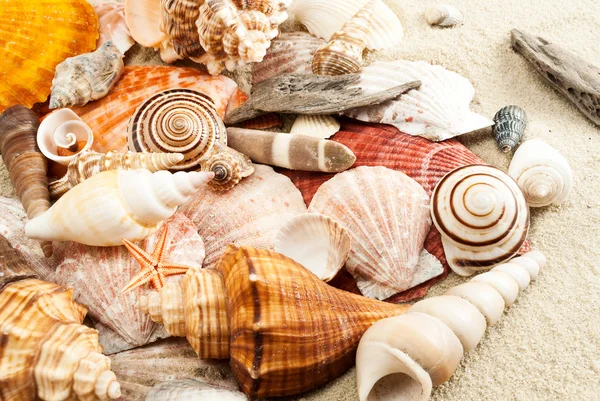 Seashells. — Stock Photo, Image