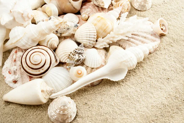 stock image Seashells.