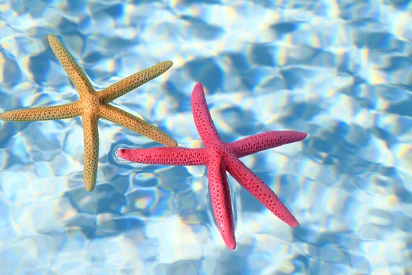 Морские звезды в воде — стоковое фото