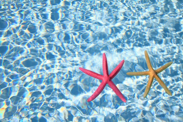 Морские звезды в воде — стоковое фото