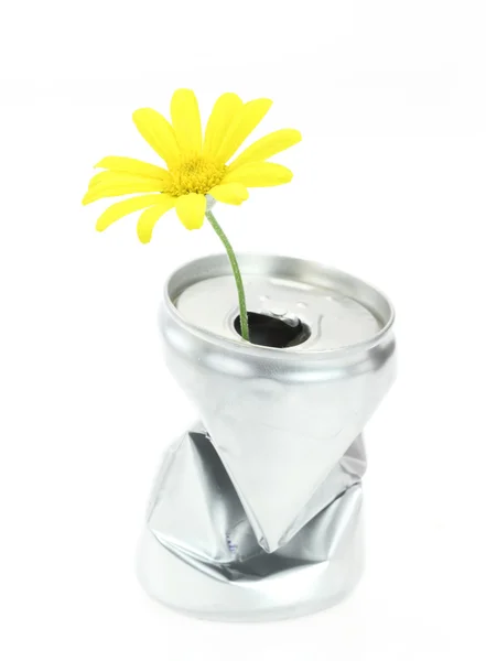Lattina di alluminio con fiore margherita crescente — Foto Stock
