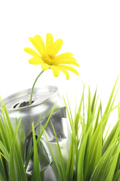 Алюминиевая банка с цветком маргаритки на зеленой траве — стоковое фото