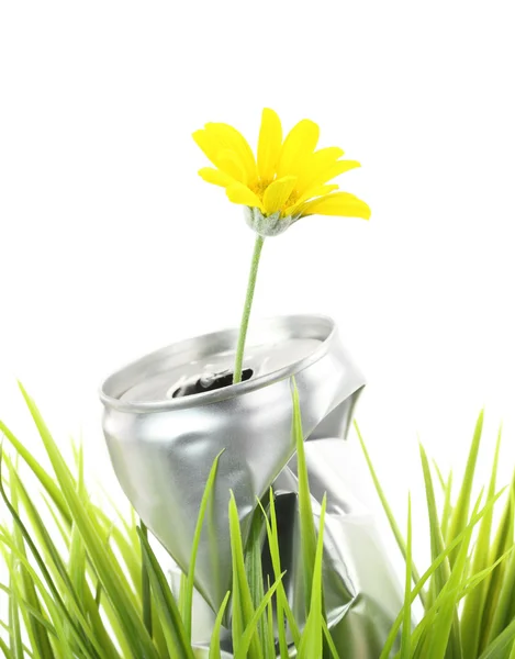 Lata de alumínio com crescente flor margarida na grama verde — Fotografia de Stock