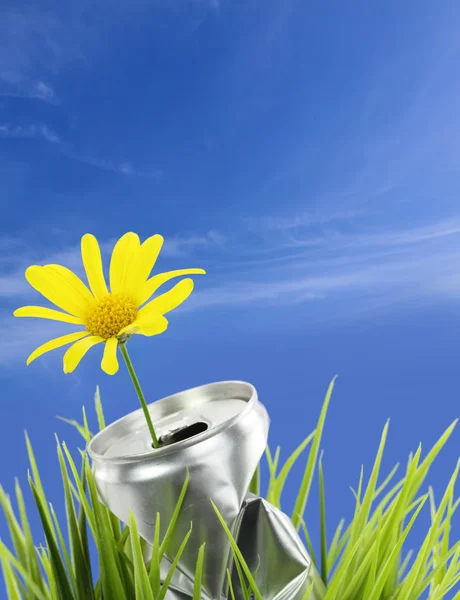 Aluminum can with growing daisy flower on the green grass — Stock Photo, Image