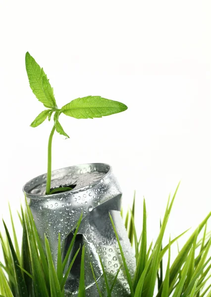 Alumínio lata molhada com planta crescente na grama verde — Fotografia de Stock